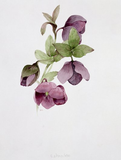 Helleborus Atrorubens by Sarah Creswell